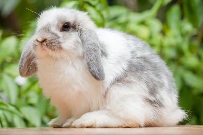 grey and white rabbit.jpg grey and white rabbit.jpg